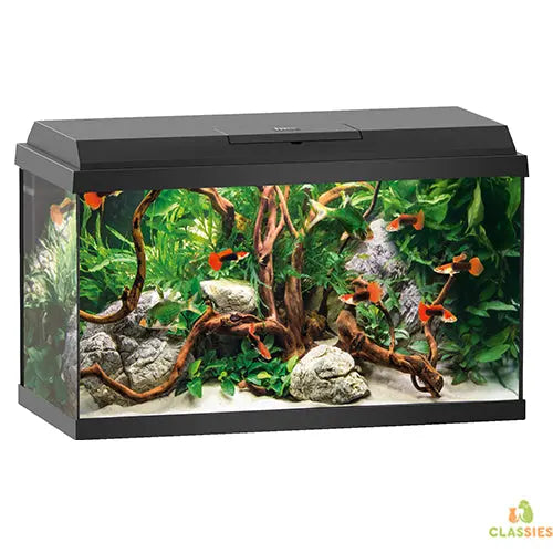 Juwel Primo Aquarium - 61 x 31 x 37 cm - 60 L - Zwart Classies