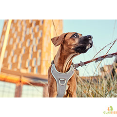 Harnais pour chien Hurtta - anti-traction - série Venture