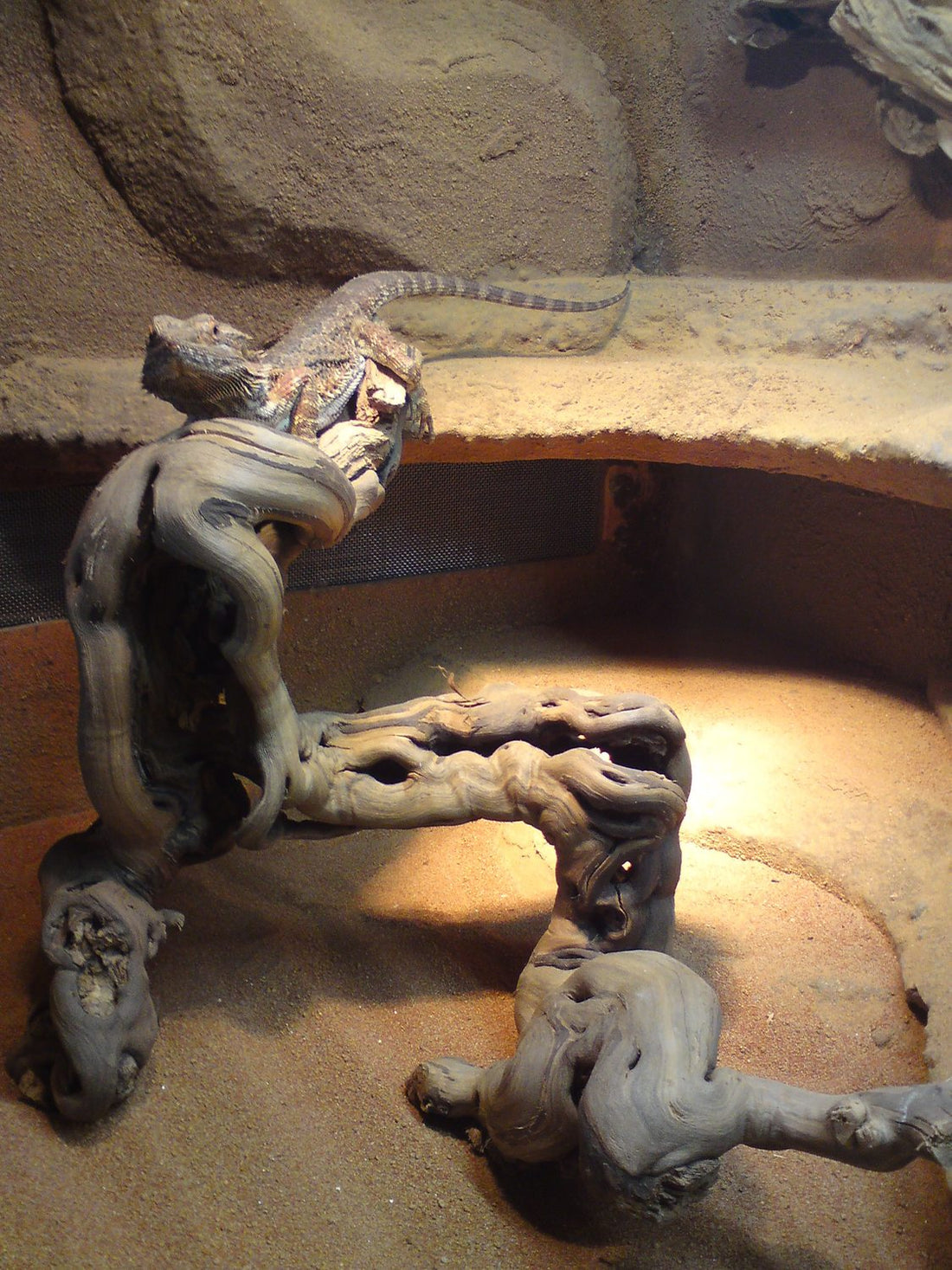 Pro Reptil Vines - 3 Größen