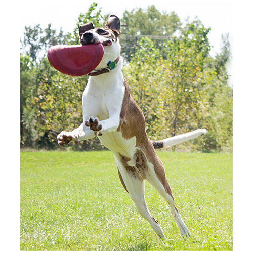 Kong Flyer Frisbee - Hondenspeelgoed - Rood -  Ø25 cm
