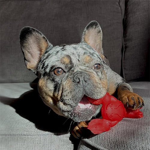Nylabone Regular Lobster Lilet Mignon Kauwspeelgoed - Small: Voor Honden tot 11 kg