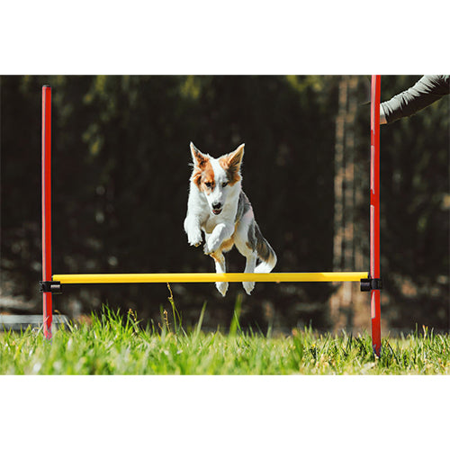 Agility-set 6x stok 1x springring en 1x agility-horde