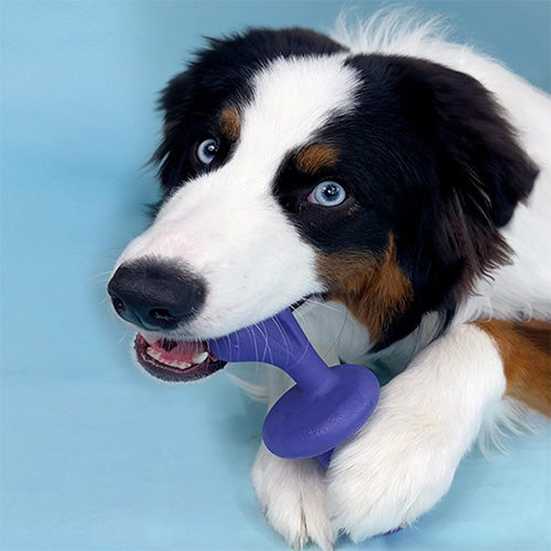 Nylabone Giant Rolley Bacon Kauwspeelgoed - Voor Grote Honden tot 23 kg