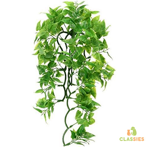 zoomed Naturalistic Flora - Mexican Phyllo - Large - terrariumplant 56 cm