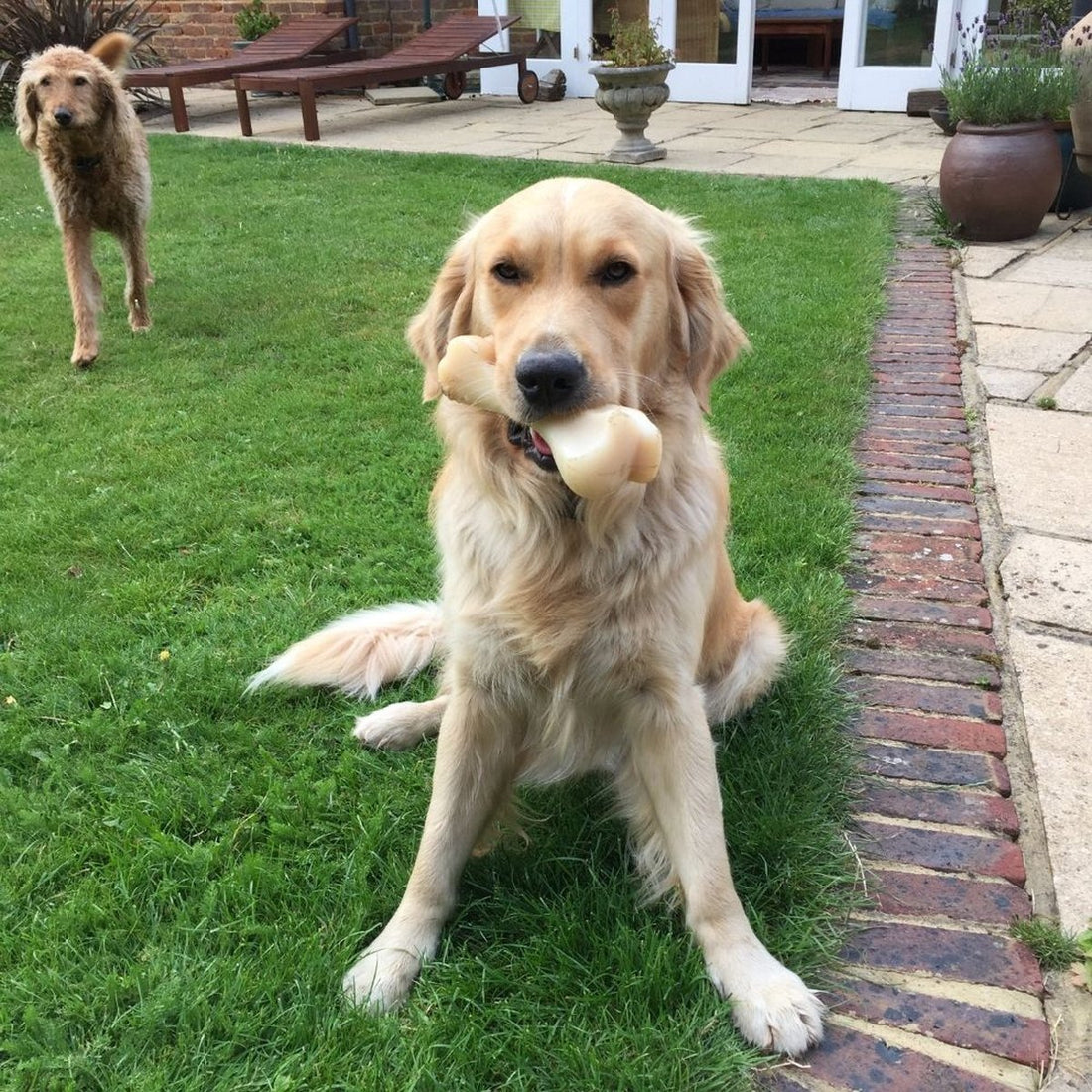 Nylabone dura mâcher des os XXL avec du poulet