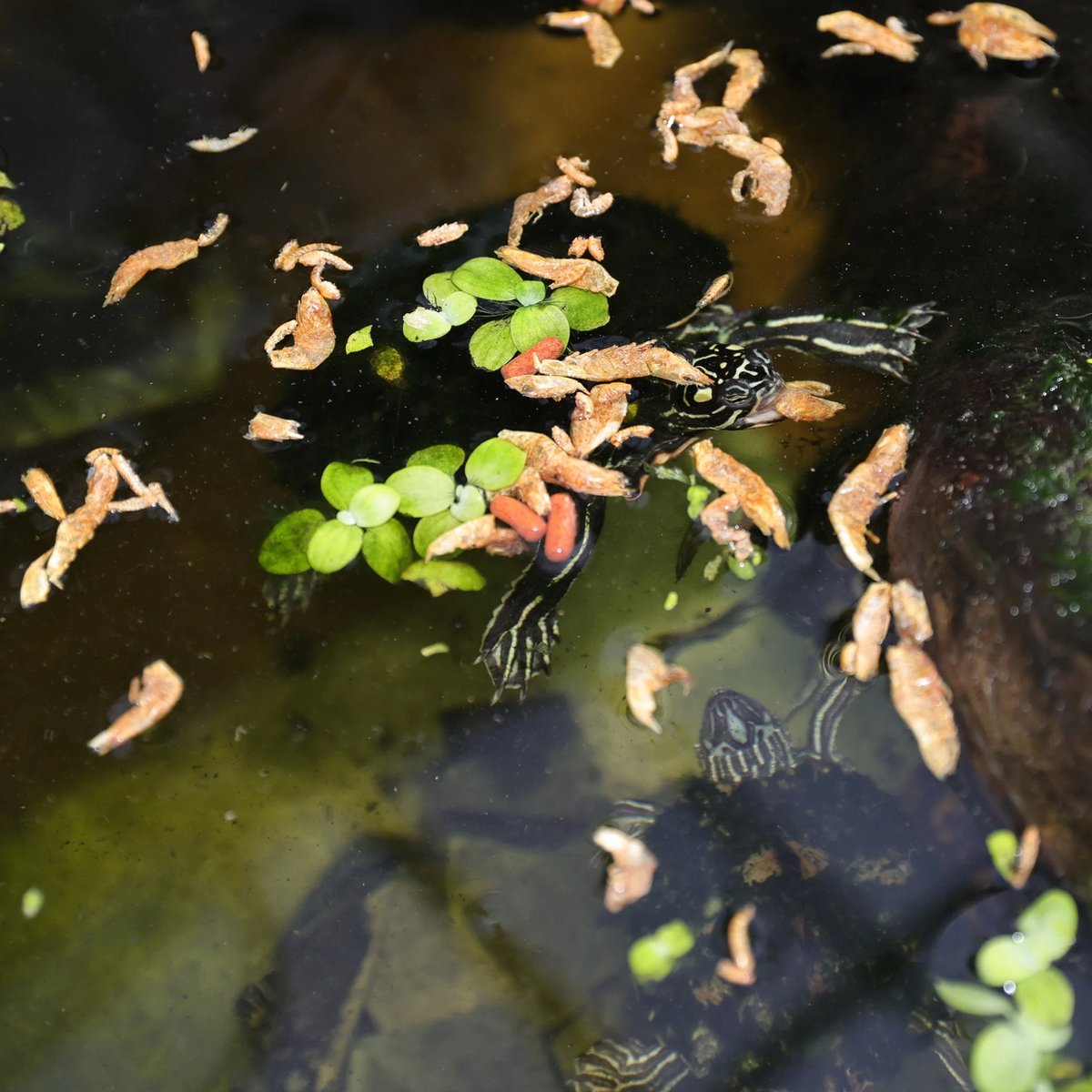 JBL ProTerra Molluscus - Schildpaddenvoer - 1 liter