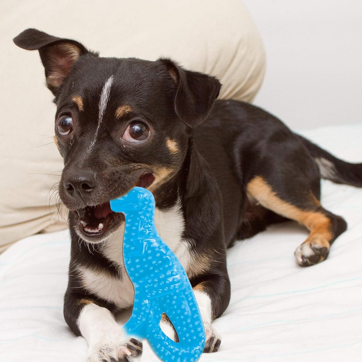 Nylabone flexi voor honden puppy dental dinosaur chicken tot 11 kg
