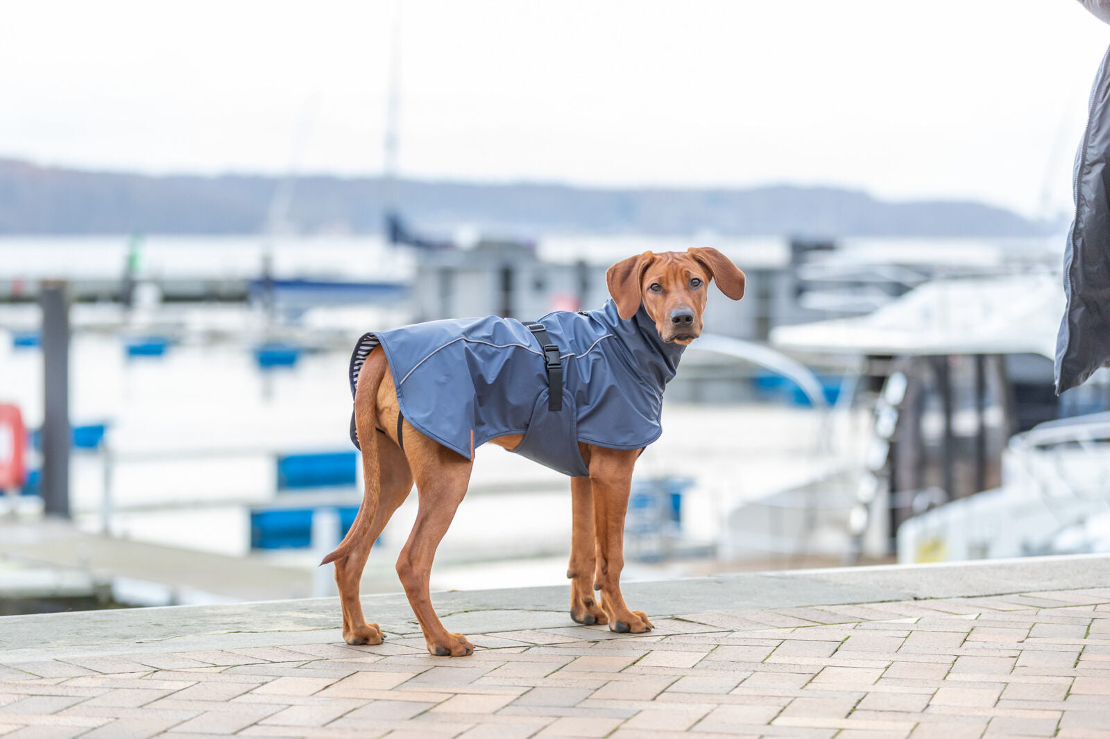 Trixie Be Nordic Regenjas voor Honden - Husum Blauw Type